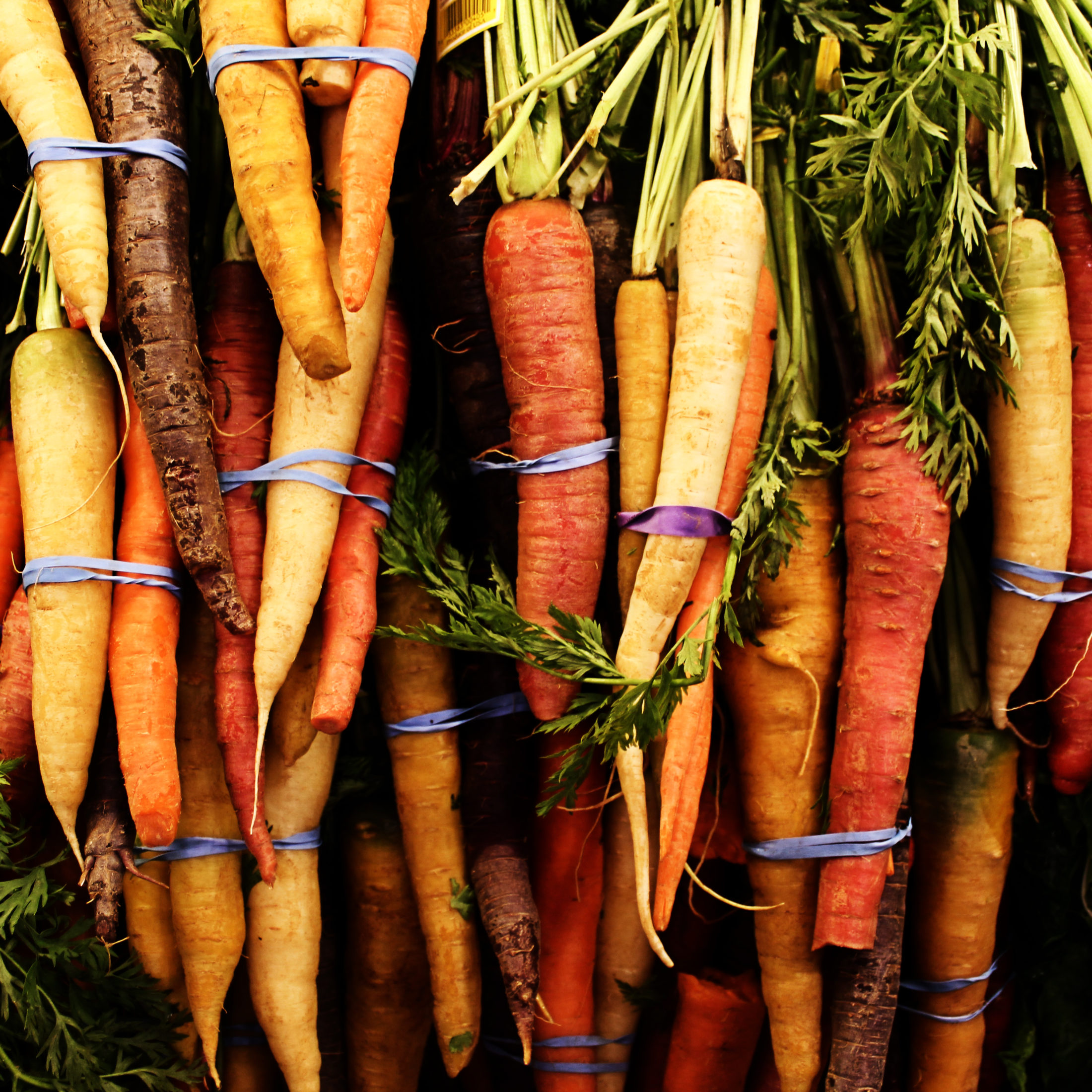 Fresh carrots with green carrot tops